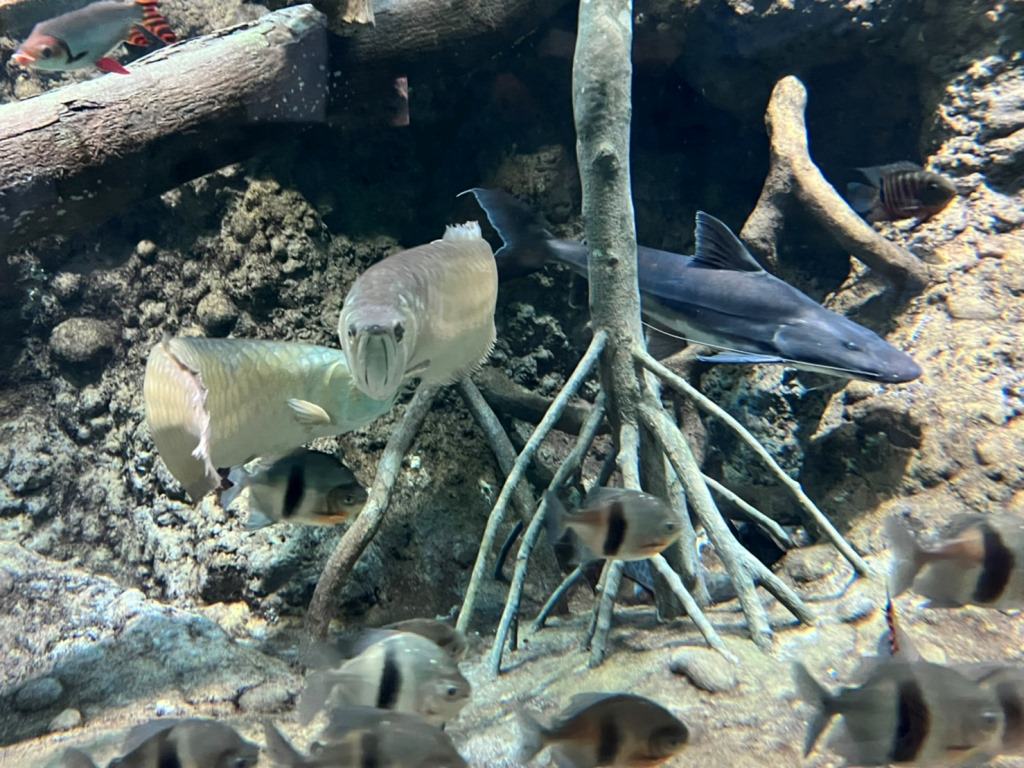桃園青埔一日遊|GLORIA OUTLETS美華泰名品城|X-Park水族館|IKEA青埔店|新光影城|桃園青埔好吃、好玩 、 好好買 - 第39張圖