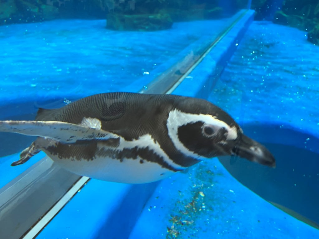桃園青埔一日遊|GLORIA OUTLETS美華泰名品城|X-Park水族館|IKEA青埔店|新光影城|桃園青埔好吃、好玩 、 好好買 - 第50張圖