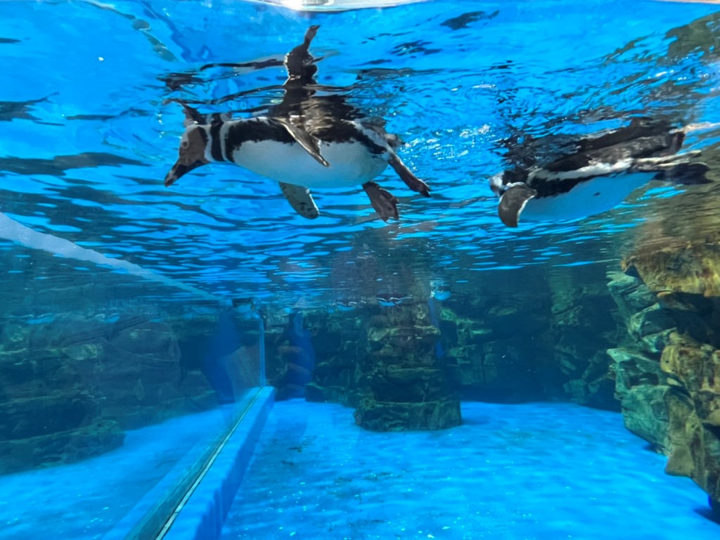 桃園青埔一日遊|GLORIA OUTLETS美華泰名品城|X-Park水族館|IKEA青埔店|新光影城|桃園青埔好吃、好玩 、 好好買 - 第51張圖