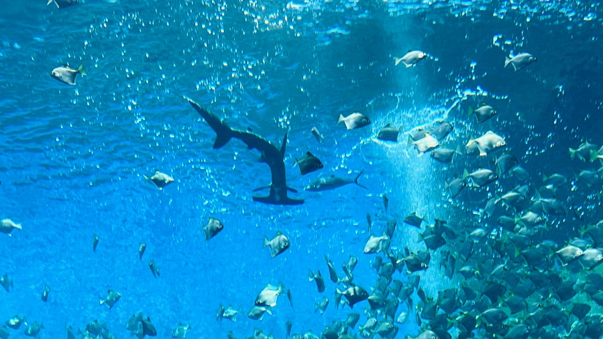 桃園青埔一日遊|GLORIA OUTLETS美華泰名品城|X-Park水族館|IKEA青埔店|新光影城|桃園青埔好吃、好玩 、 好好買 - 第29張圖