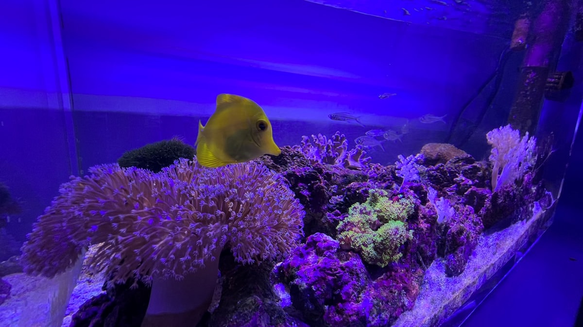桃園青埔一日遊|GLORIA OUTLETS美華泰名品城|X-Park水族館|IKEA青埔店|新光影城|桃園青埔好吃、好玩 、 好好買 - 第33張圖