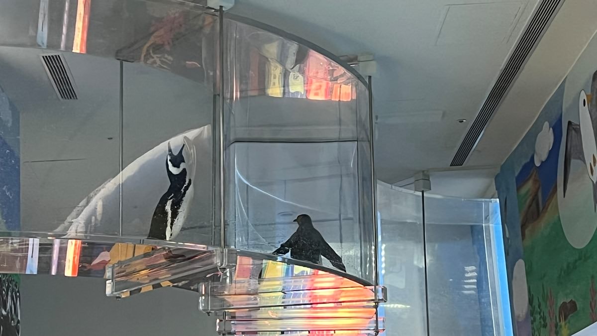 桃園青埔一日遊|GLORIA OUTLETS美華泰名品城|X-Park水族館|IKEA青埔店|新光影城|桃園青埔好吃、好玩 、 好好買 - 第52張圖