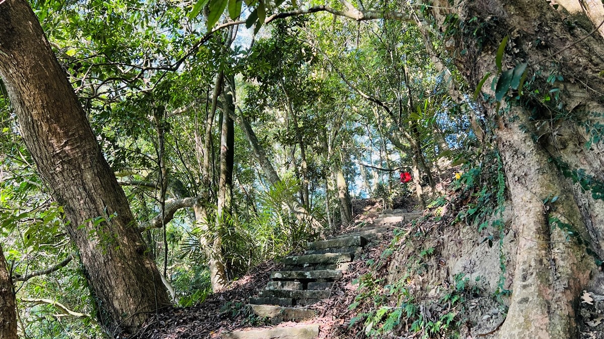 苗栗獅潭|仙山靈洞宮|短短路程體驗原始森林路、樹根攀爬、裸岩、峭壁拉繩的精采高cp值路線 - 第6張圖