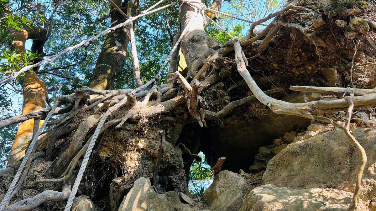 苗栗獅潭|仙山靈洞宮|短短路程體驗原始森林路、樹根攀爬、裸岩、峭壁拉繩的精采高cp值路線 - 第13張圖