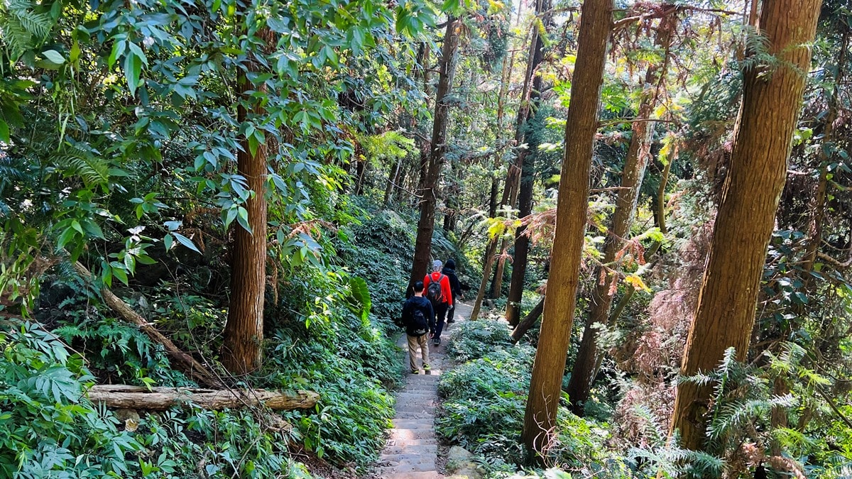 苗栗獅潭|仙山靈洞宮|短短路程體驗原始森林路、樹根攀爬、裸岩、峭壁拉繩的精采高cp值路線 - 第18張圖
