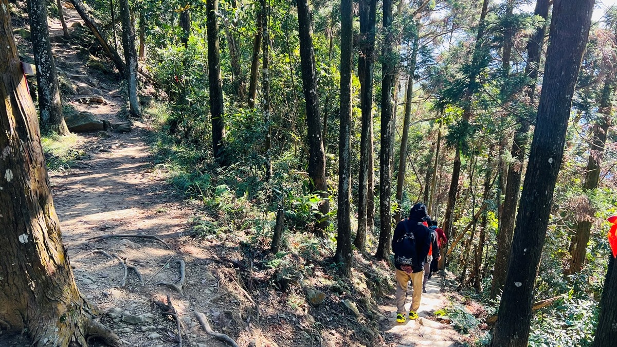 苗栗獅潭|仙山靈洞宮|短短路程體驗原始森林路、樹根攀爬、裸岩、峭壁拉繩的精采高cp值路線 - 第17張圖