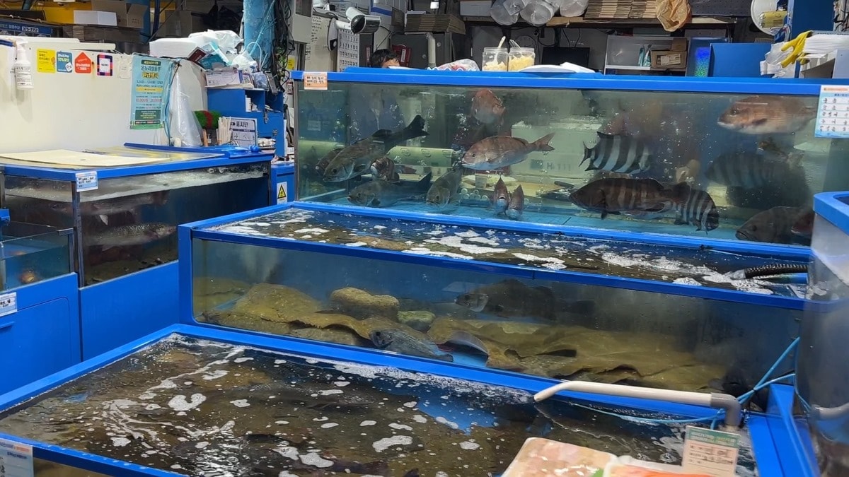 首爾麻浦農水物產市場마포농수산물시장|除了鷺梁津還有這間在地人的水產海鮮批發市場|新鮮現撈~只要台幣2千多就能爽嗑整隻帝王蟹 - 第5張圖