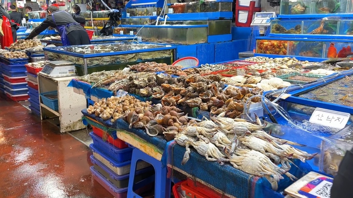 首爾麻浦農水物產市場마포농수산물시장|除了鷺梁津還有這間在地人的水產海鮮批發市場|新鮮現撈~只要台幣2千多就能爽嗑整隻帝王蟹 - 第6張圖