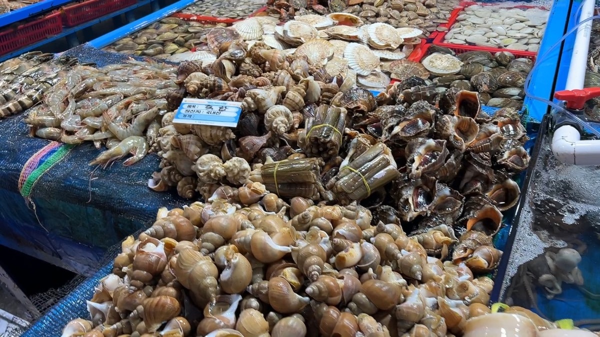 首爾麻浦農水物產市場마포농수산물시장|除了鷺梁津還有這間在地人的水產海鮮批發市場|新鮮現撈~只要台幣2千多就能爽嗑整隻帝王蟹 - 第7張圖