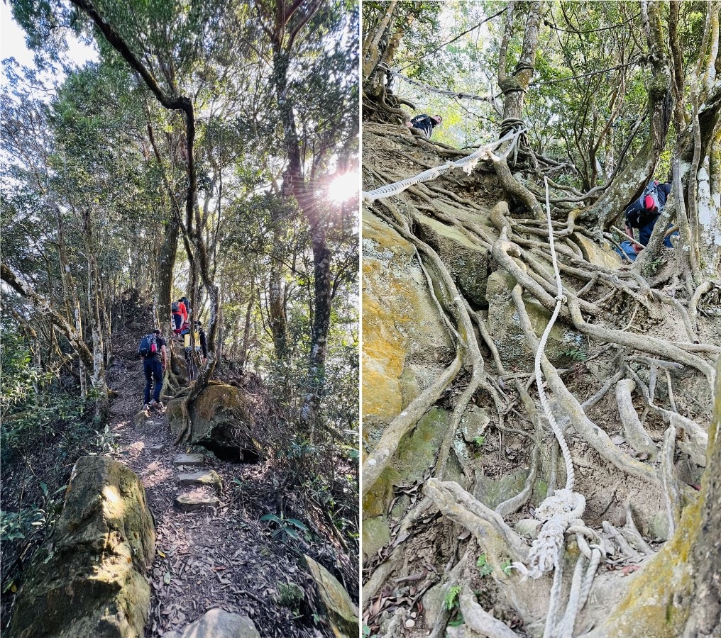 苗栗獅潭|仙山靈洞宮|短短路程體驗原始森林路、樹根攀爬、裸岩、峭壁拉繩的精采高cp值路線 - 第11張圖