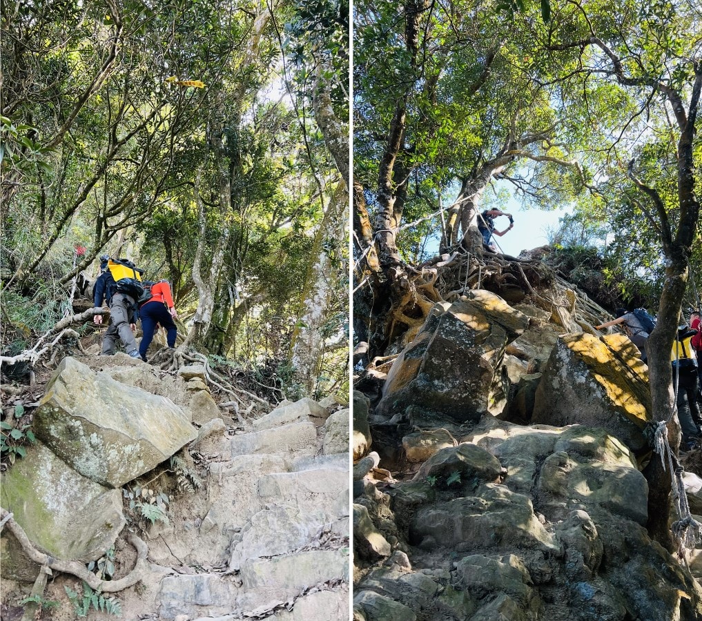 苗栗獅潭|仙山靈洞宮|短短路程體驗原始森林路、樹根攀爬、裸岩、峭壁拉繩的精采高cp值路線 - 第12張圖