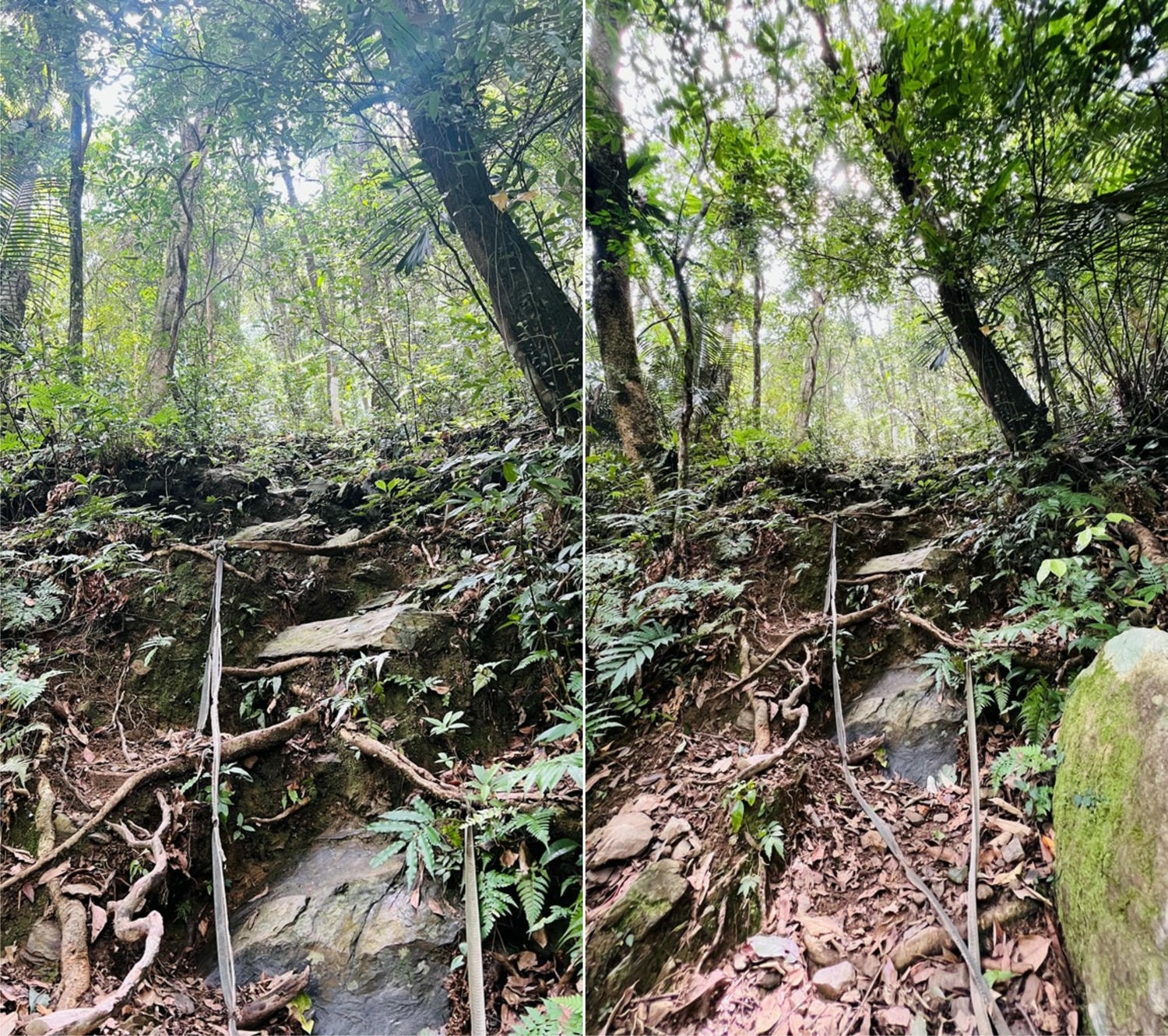 卡拉莫基步道|台北亞馬遜森林|烏來深山秘境與世隔絕的靜謐感~ - 第12張圖