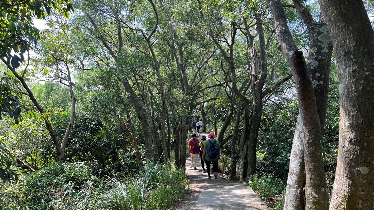桃園南崁山|樹蔭下輕鬆舒適、親子路線|五酒桶步道山徑上~輕鬆、不流汗、不曬太陽就能走到的網美打卡點 - 第6張圖
