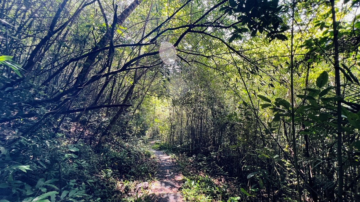 卡拉莫基步道|台北亞馬遜森林|烏來深山秘境與世隔絕的靜謐感~ - 第5張圖