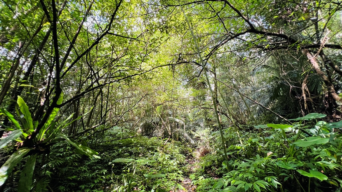 卡拉莫基步道|台北亞馬遜森林|烏來深山秘境與世隔絕的靜謐感~ - 第7張圖