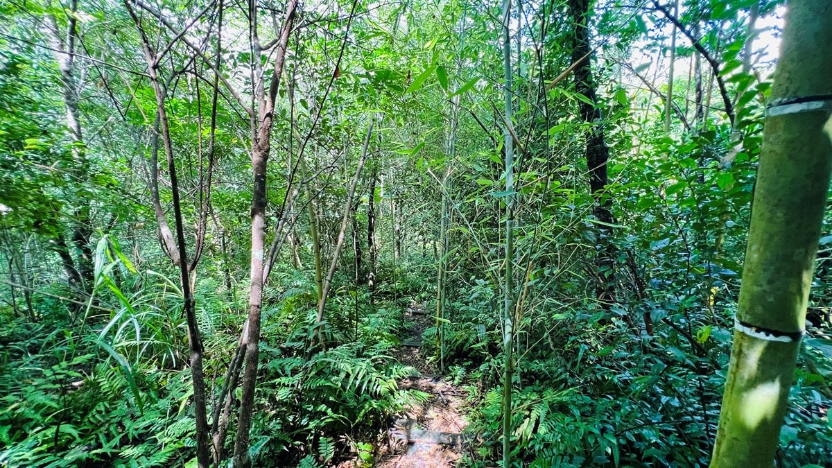 卡拉莫基步道|台北亞馬遜森林|烏來深山秘境與世隔絕的靜謐感~ - 第8張圖