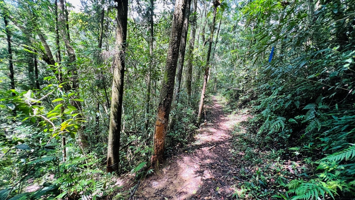 卡拉莫基步道|台北亞馬遜森林|烏來深山秘境與世隔絕的靜謐感~ - 第10張圖