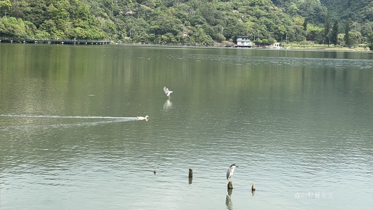龍潭湖風景區|龍潭湖畔悠活園區|龍掌坡大碗公溜滑梯|全台最大的白色貨櫃建築~散步小日月潭的湖光山色 - 第10張圖