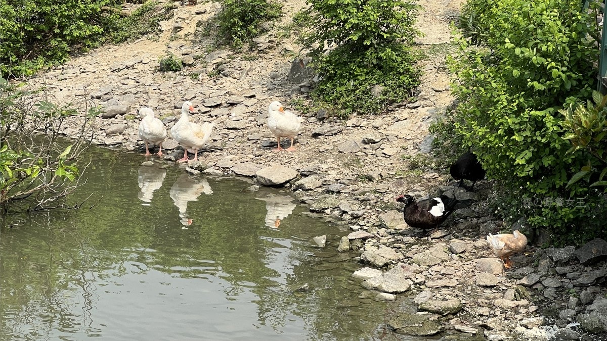 龍潭湖風景區|龍潭湖畔悠活園區|龍掌坡大碗公溜滑梯|全台最大的白色貨櫃建築~散步小日月潭的湖光山色 - 第11張圖
