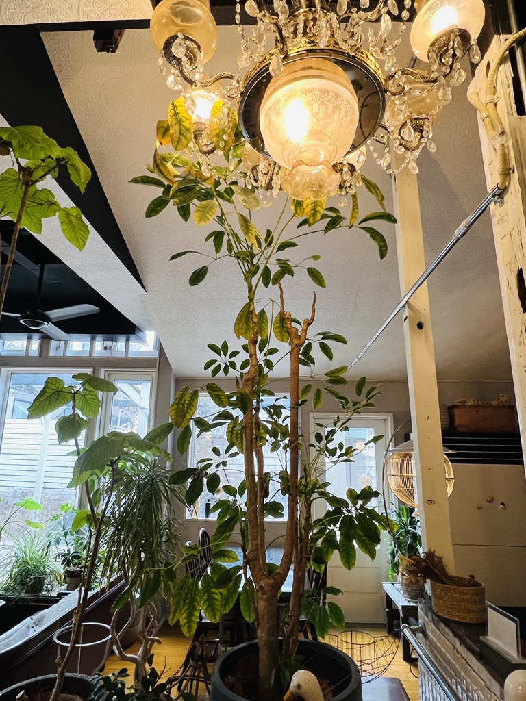 小樽Guest House推薦|Little Barrel|リトルバレル|一晚不到台幣700元的網美青旅|8分鐘到小樽堺町通り - 第6張圖